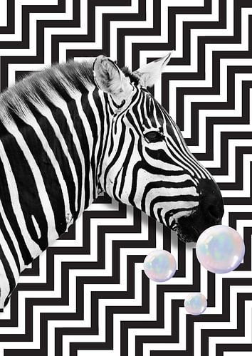 Zebra blowing bubbles