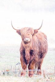 Schottischer Hochländer von Lavieren Photography