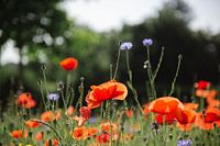 poppies