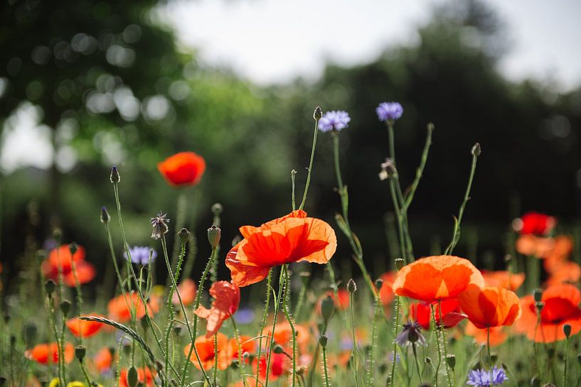 coquelicots par Mandy Markman