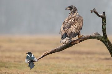 Europese Zeearend van Menno Schaefer