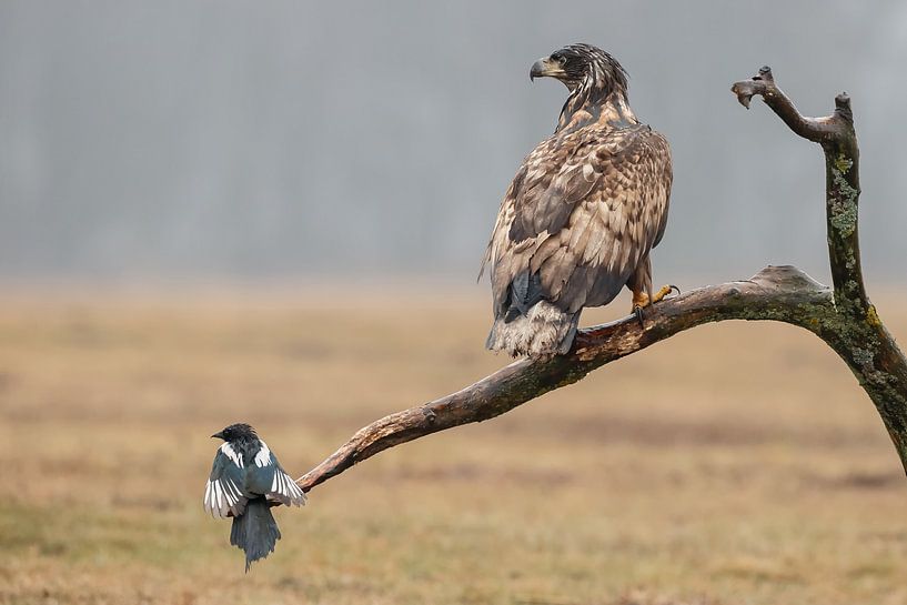 Europese Zeearend by Menno Schaefer