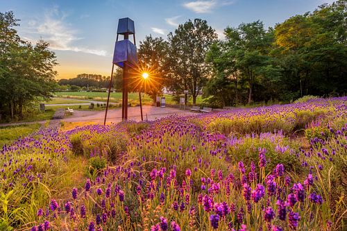 Lavender on the slagheap Large wood