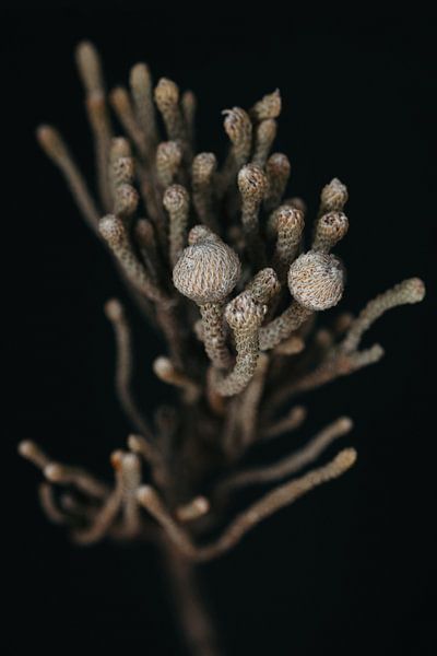 Méduse par Karin Bakker Fotografie