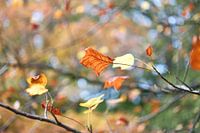 Feuille d'automne détachée de l'arrière-plan.