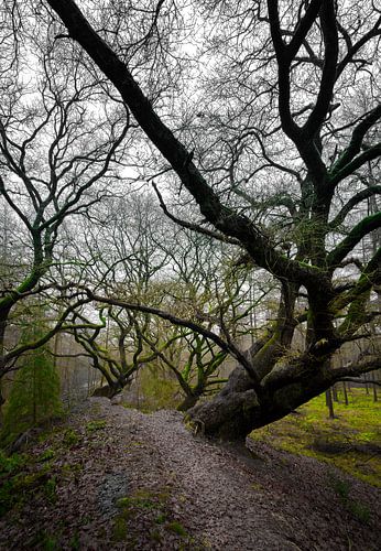 Wilde Bäume im Wald