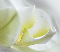 Witte orchidee ( Phalaenopsis orchid)