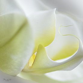 Orchidée blanche ( Phalaenopsis orchidée) sur Flower and Art