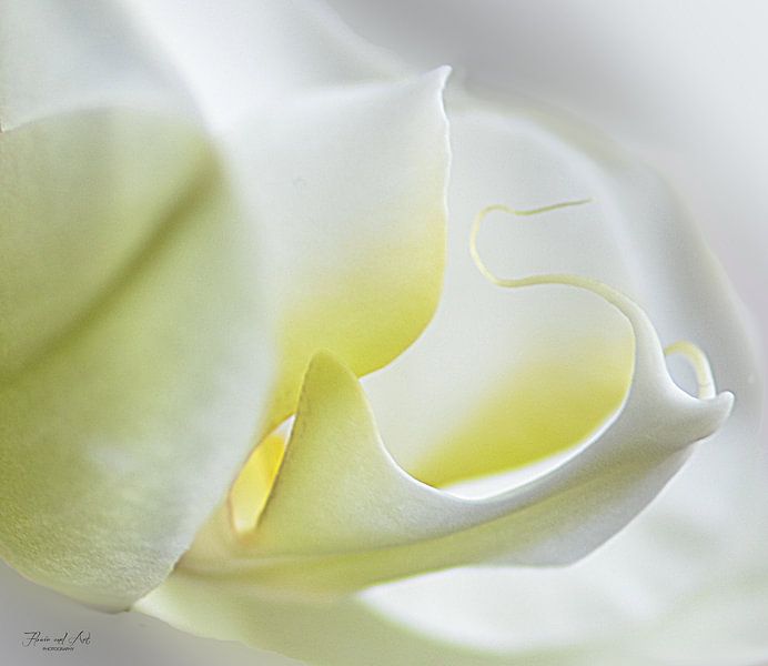 Witte orchidee ( Phalaenopsis orchid) van Flower and Art