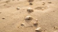 Shells
