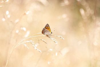 Vuurvlindertje