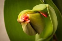 Tulip unfolding its leaves