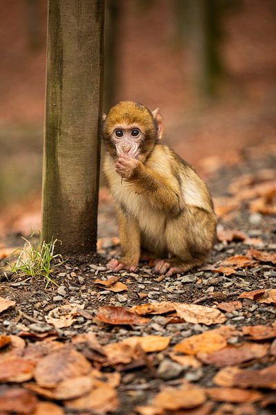 Singe aux couleurs de l'automne par Sonja de Vlaming