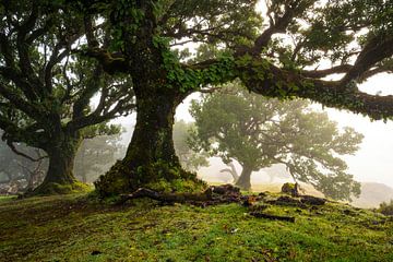 Mist in de laurierjungle van Fanal, Madeira van ViaMapia