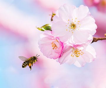 Biene im Anflug auf eine Kirschblüte von ManfredFotos
