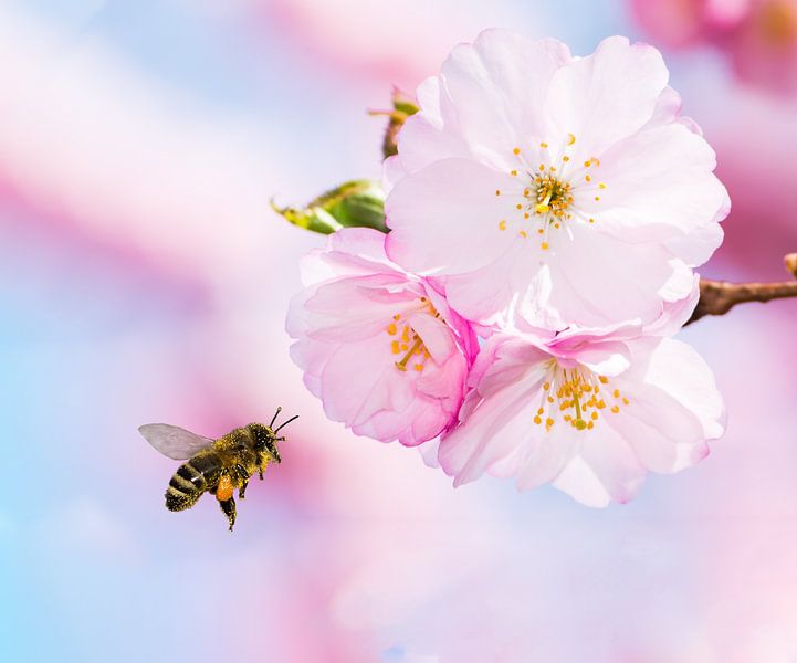 Bee approaching a cherry blossom by ManfredFotos