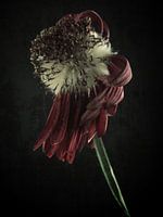 Withered beauty