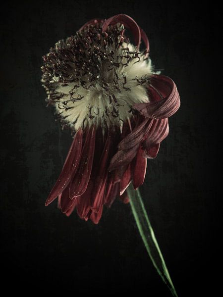 Withered beauty by Andreas Berheide Photography