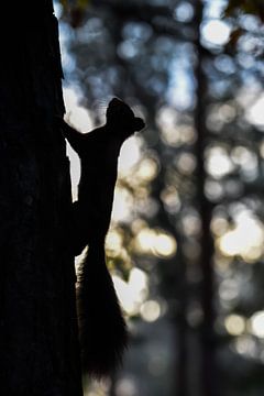 Eichhörnchen-Silhouette von Danny Slijfer Natuurfotografie