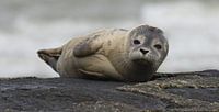 Zeehondje op golfbreker