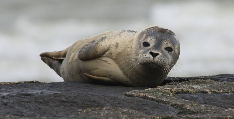 Zeehondje op golfbreker van Johan Töpke