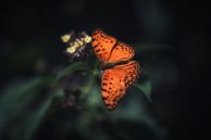 Oranje vlinder op bloem von Awesome Wonder Miniaturansicht