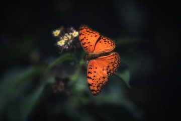 Oranje vlinder op bloem sur Awesome Wonder
