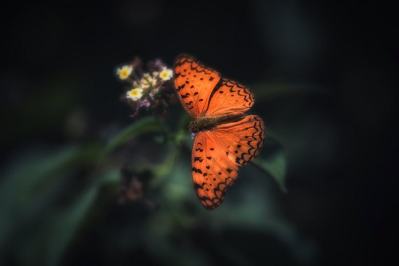 Oranje vlinder op bloem van Awesome Wonder
