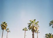 Palmbomen in Barcelona van Raisa Zwart thumbnail
