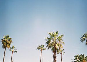 Palmen in Barcelona