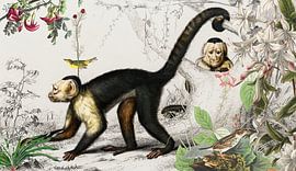 White capuchin monkey by Jadzia Klimkiewicz