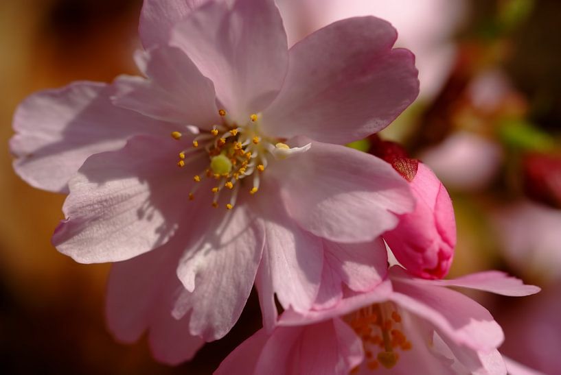 Kersenbloesem. Hanami. Cherry blossom. 001. van George Ino