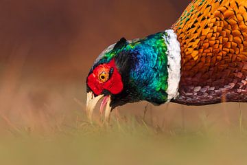Male Common Pheasant (Phasianus colchicus) by AGAMI Photo Agency