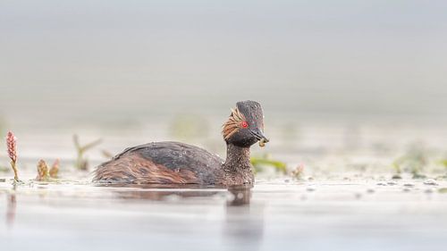Geoorde Fuut met wormpje