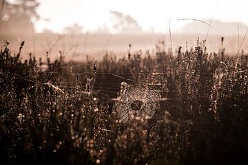 Spinnenweb op de Veluwe van Ellis Peeters