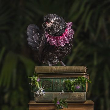 Chicken with pink lace collar, chicken with pink collar by Corrine Ponsen