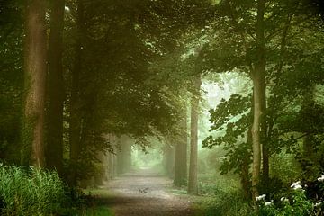 Le chemin vertueux (forêt d'été brumeuse)