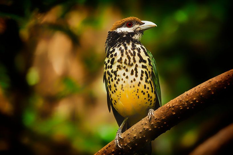 Proud to be a Bird by Jaap van der Toorn