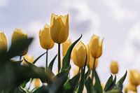Tulipe jaune prise dans la lumière du soleil