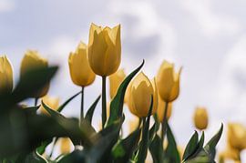 Gelbe Tulpe im Sonnenlicht gefangen von Carina || PhotographyLikeC