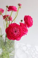 Roze ranonkel