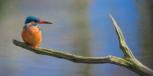 IJsvogel