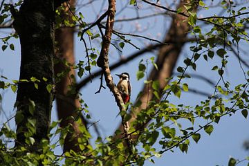 Pivert sur Melanie Rijneker