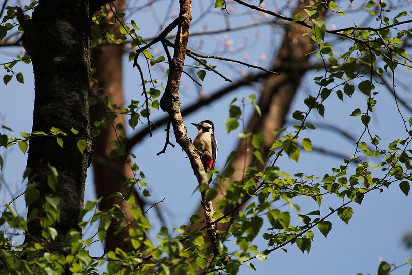 Pivert par Melanie Rijneker