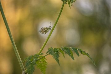 Pointe orange avec un joli bokeh sur Moetwil en van Dijk - Fotografie