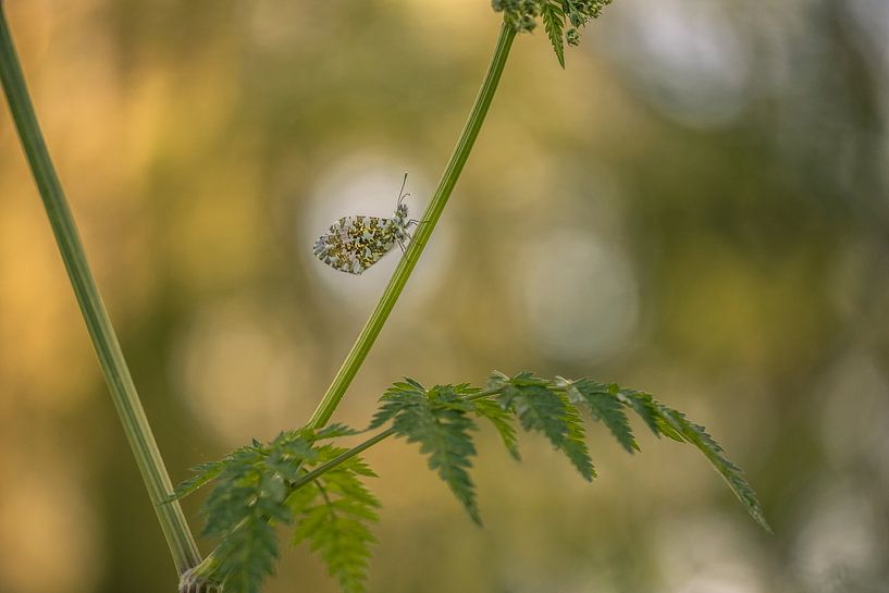 Pointe orange avec un joli bokeh par Moetwil en van Dijk - Fotografie