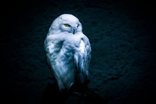 Snow owl