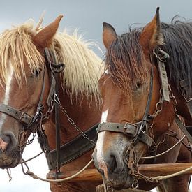 Horse by René Perdok