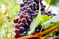 Tros met Toscaanse druiven van Barbara Koppe thumbnail