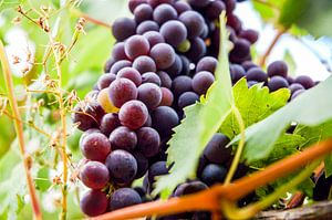  Bunch with Tuscan grapes sur Barbara Koppe